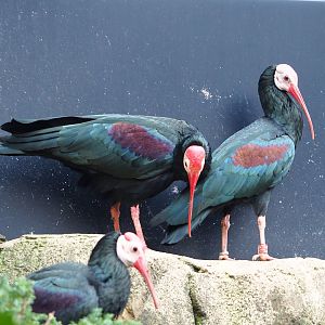 Southern bald ibises (Geronticus calvus), 2024-02-17