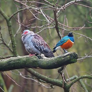 Speckled pigeon (Columba guinea) and Superb starling (Lamprotornis superbus) 2024-02-17