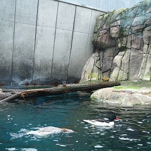 Sea duck and sturgeon exhibit, Former sea otter and harbor seal exhibit, 2024-02-17
