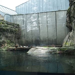 Sea duck and sturgeon exhibit, Former sea otter and harbor seal exhibit, 2024-02-17