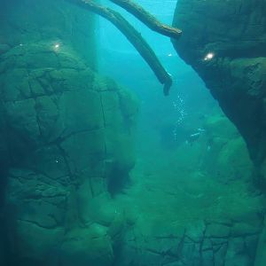 Sea duck and sturgeon exhibit, Former sea otter and harbor seal exhibit, 2024-02-17