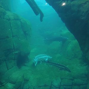 Sea duck and sturgeon exhibit, Former sea otter and harbor seal exhibit, 2024-02-17
