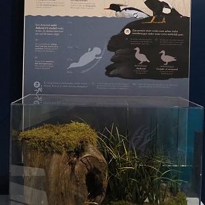 Diving duck signage and replicas of duck nests, 2024-02-17