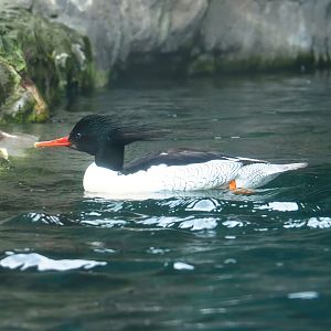Scaly-sided merganser (Mergus squamatus), 2024-02-17