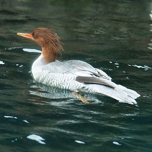 Scaly-sided merganser (Mergus squamatus), 2024-02-17