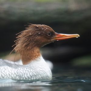Scaly-sided merganser (Mergus squamatus), 2024-02-17