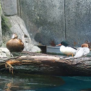 European eider sSomateria mollissima mollissima) and Scaly-sided mergansers (Mergus squamatus), 2024-02-17