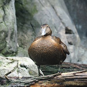 European eider (Somateria mollissima mollissima), 2024-02-17