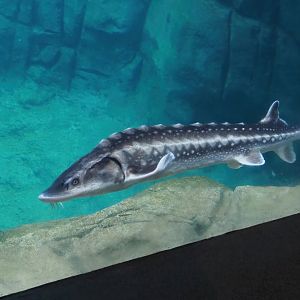 Russian sturgeon (Acipenser gueldenstaedtii), 2024-02-17
