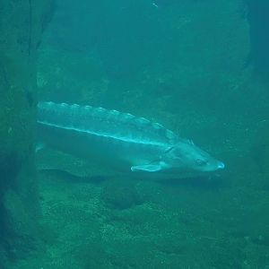 Russian sturgeon (Acipenser gueldenstaedtii), 2024-02-17