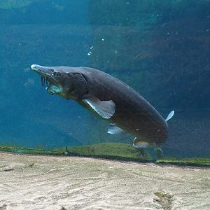 Beluga sturgeon (Huso huso), 2024-02-17
