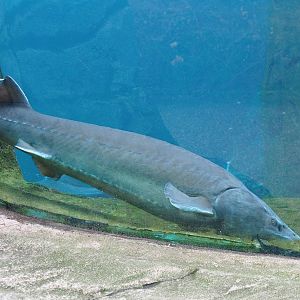 Beluga sturgeon (Huso huso), 2024-02-17