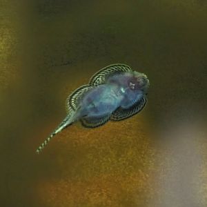 Hillstream loach (Sewellia or Beaufortia species?), 2024-02-17