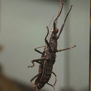 Golden-eyed stick insects (Peruphasma schultei), 2024-02-17