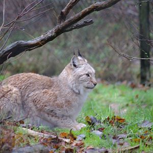 Northern Lynx- 28/12/2022
