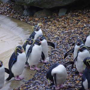 Northern Rockhopper Penguins- 28/12/2022