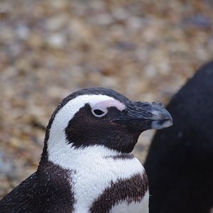 African Penguin- 28/12/2022