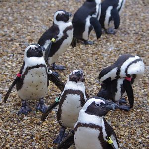 African Penguins- 28/12/2022