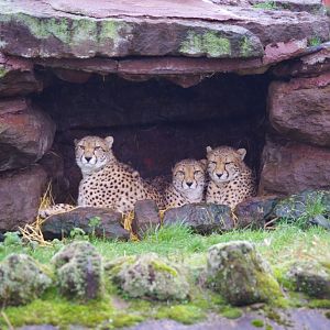 Sudan Cheetah trio- Freddie, Robyn, Billy- Cheetah Rock- 28/12/2022
