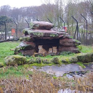 Sudan Cheetah trio- Freddie, Robyn, Billy- Cheetah Rock- 28/12/2022