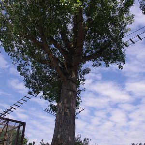 Black Howler monkey tree- 3/6/2022