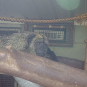 Black howler Monkey- 3/6/2022