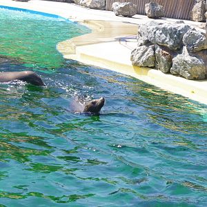 Californian Sea Lions- Sea Lion Bay- 3/6/2022