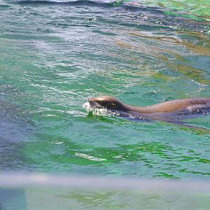 Californian Sea Lions- Sea Lion Bay- 3/6/2022