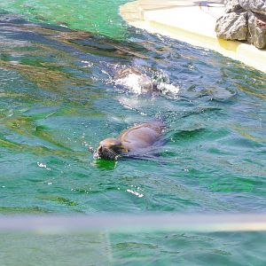 Californian Sealions- Sea Lion Bay- 3/6/2022