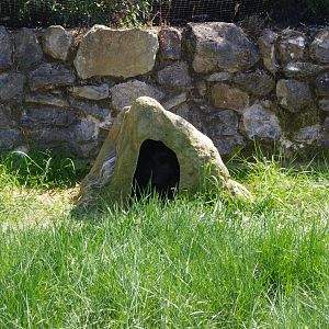 Penguin nest box- Penguin Cove- 3/6/2022