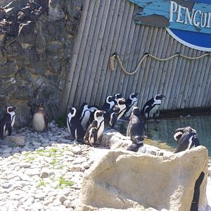 African Penguins- Penguin Cove- 3/6/2022