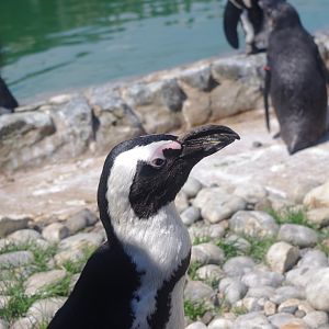 African Penguins- Penguin Cove- 3/6/2022