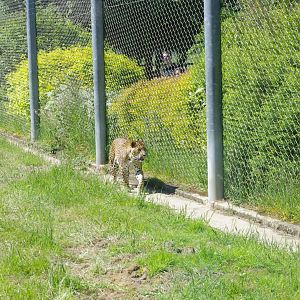 Sri Lankan Leopard- 3/6/2022