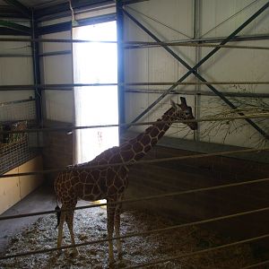 Giraffe house view- 3/6/2022