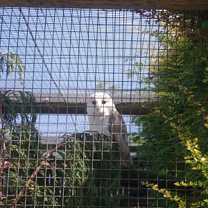 Central European Barn Owl- 3/6/2022