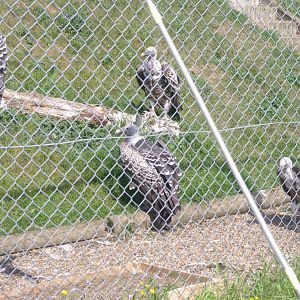 Common Ruppell's Griffon Vultures- 3/6/2022