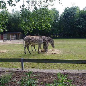 Grevy's Zebras- 3/6/2022
