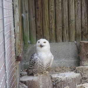 Female Snowy Owl- 3/6/2022