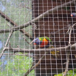 Rainbow Lorikeet- 3/6/2022
