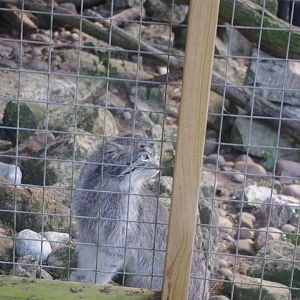 Siberian Pallas' Cat- 3/6/2022