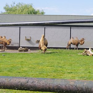 Bactrian Camels- 3/6/2022