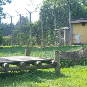 Amur Tigers- Tiger Territory- 3/6/2022