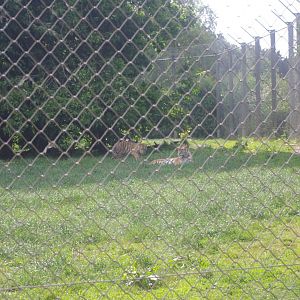 Amur Tigers- Tiger Territory- 3/6/2022