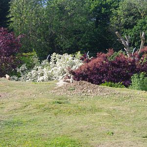 Black-tailed Prarie Dogs- 3/6/2022