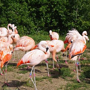 Chilean Flamingos- 3/6/2022