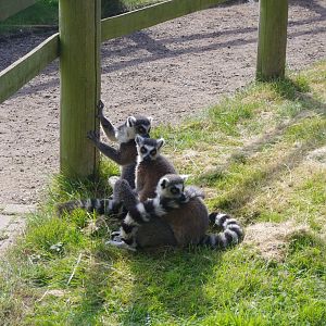 Ring-tailed Lemurs- 3/6/2022