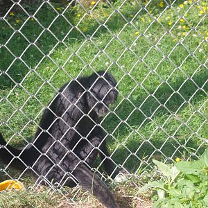 Colombian Black Spider Monkey- 3/6/2022