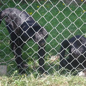 Colombian Black Spider Monkeys- 3/6/2022