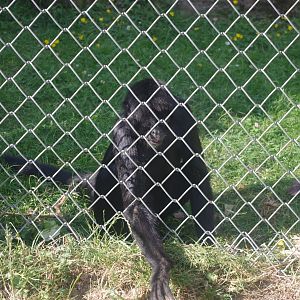 Colombian Black Spider Monkey- 3/6/2022