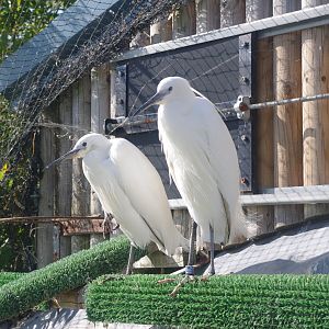 Little Egrets- Penguin Cove- 3/6/2022